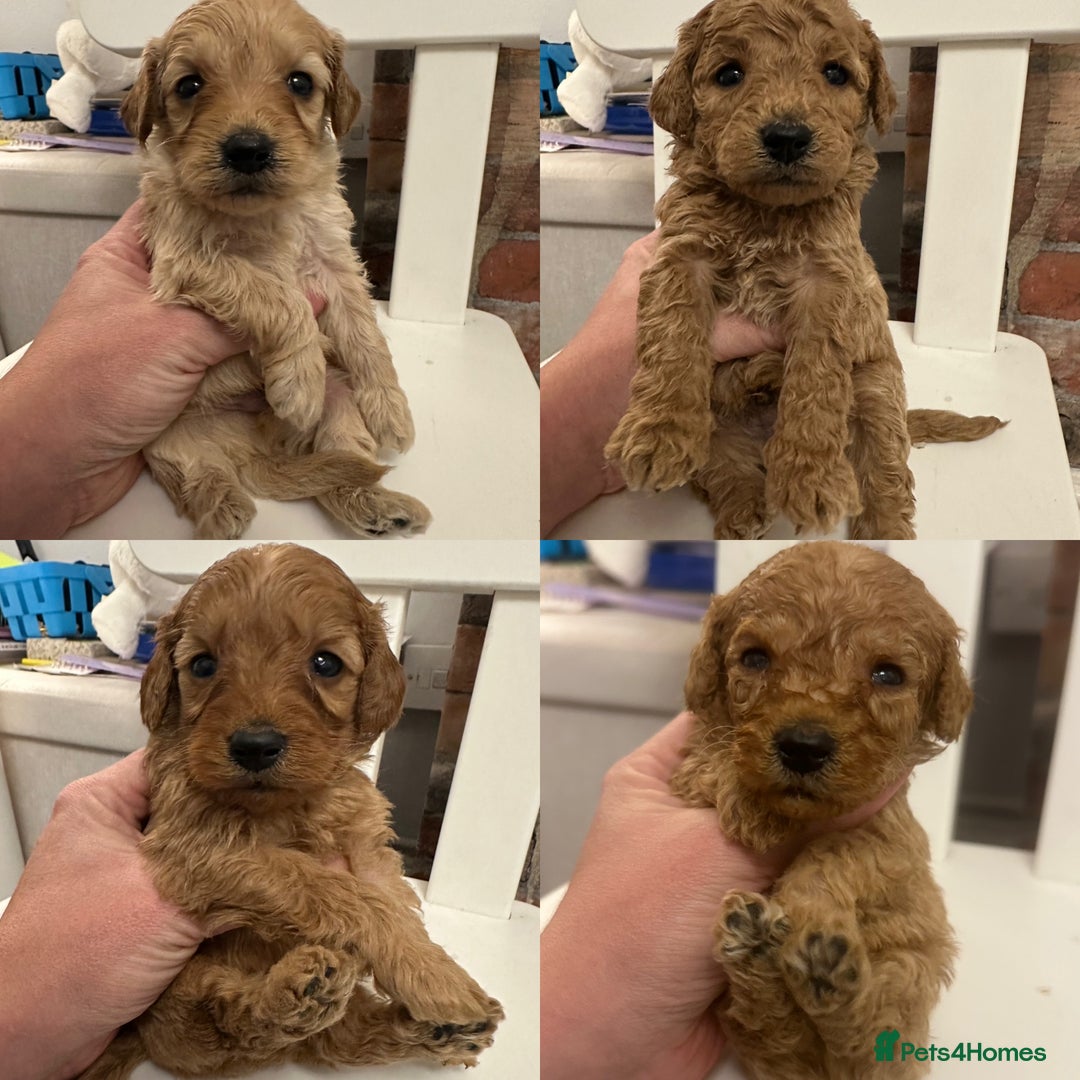 Goldendoodle dogs for sale: Miniature Goldendoodles - Ready Mid December  - Advert 31