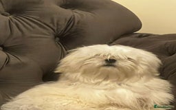 Malshi dogs for sale: Teddy  - Image 3