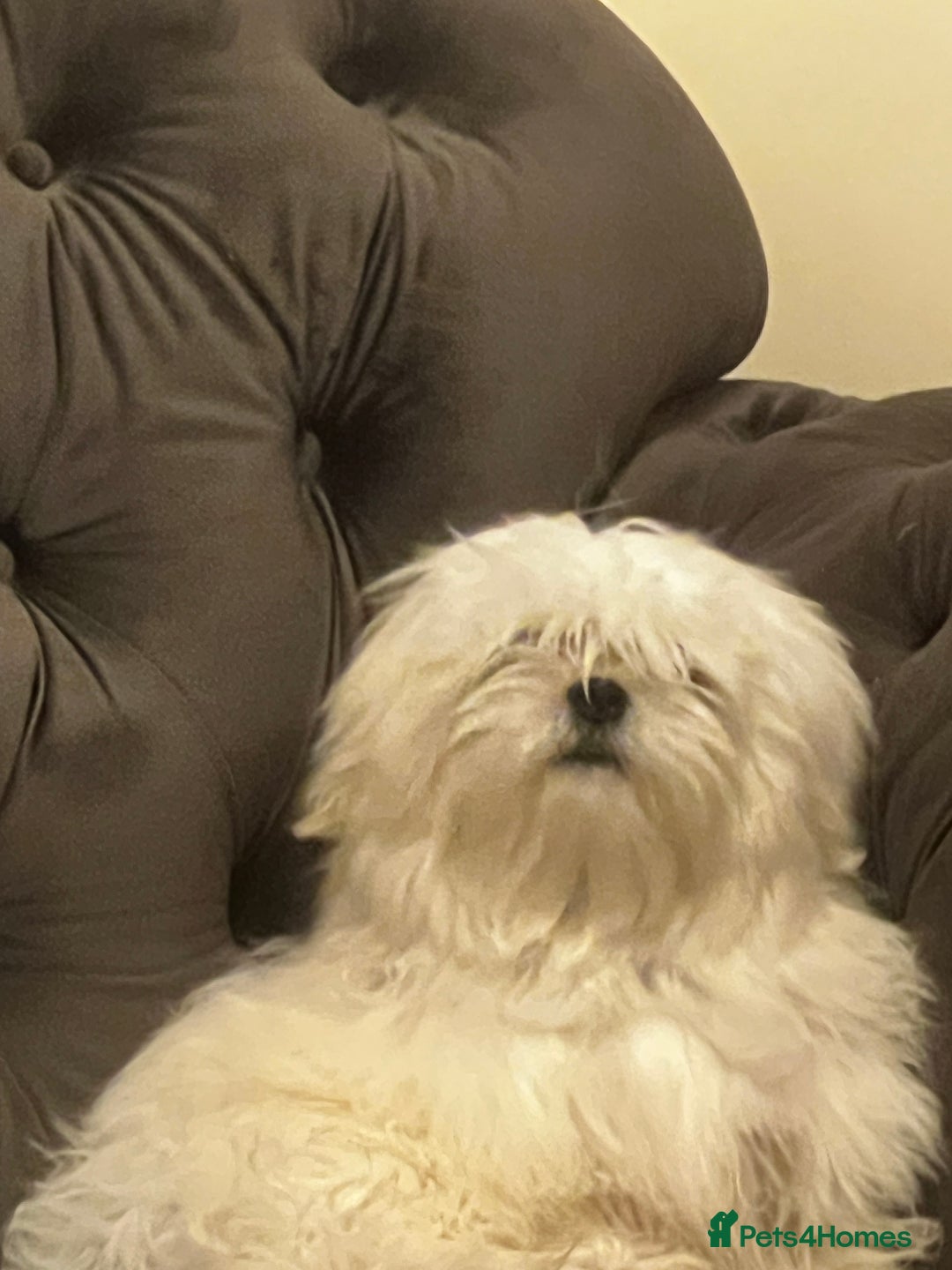 Malshi dogs for sale: Teddy  - Image 3