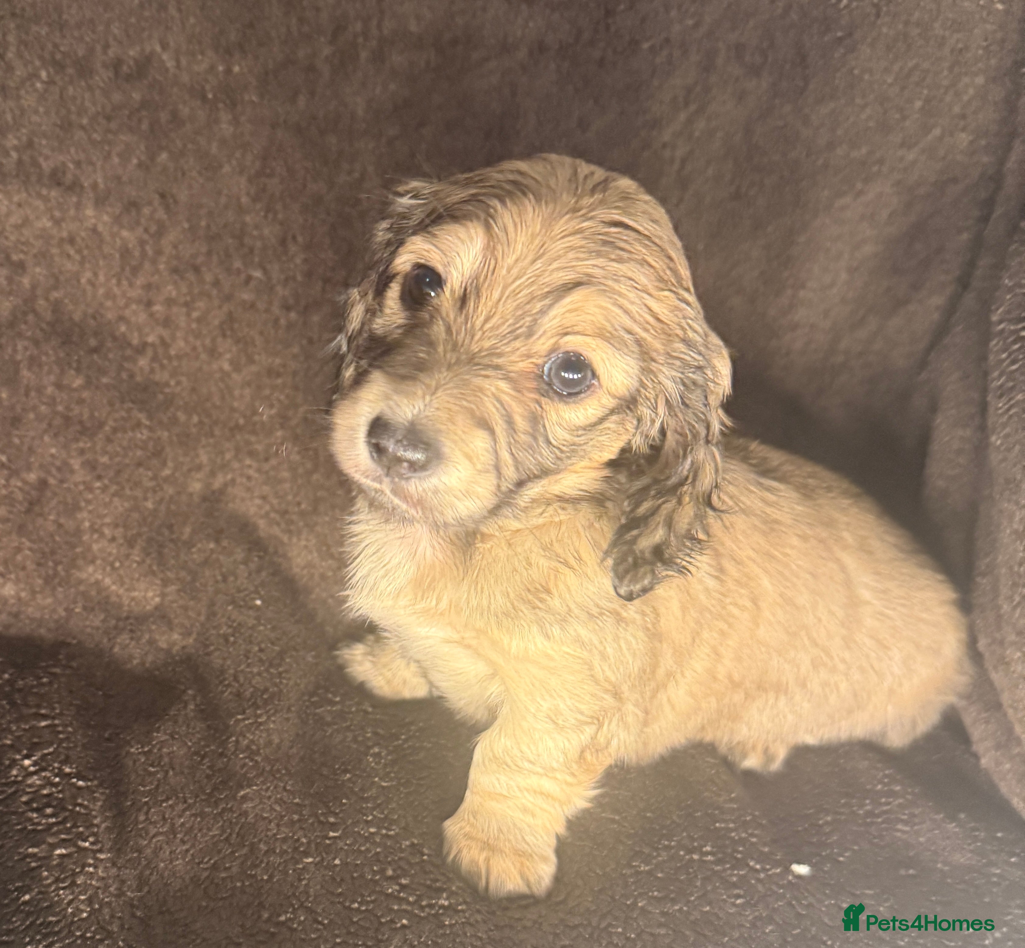 Miniature Dachshund dogs Long haired dachshund pups - 2 shaded cream left - Advert 2