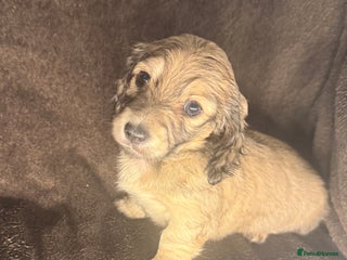 Miniature Dachshund dogs Long haired dachshund pups - 2 shaded cream left - Advert 2