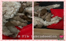 Labradoodle dogs for stud: Stunning proven Red KC Miniature Poodle in Cannock - Image 10