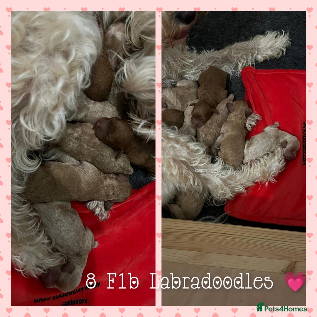 Labradoodle dogs for stud: Stunning proven Red KC Miniature Poodle in Cannock - Image 10
