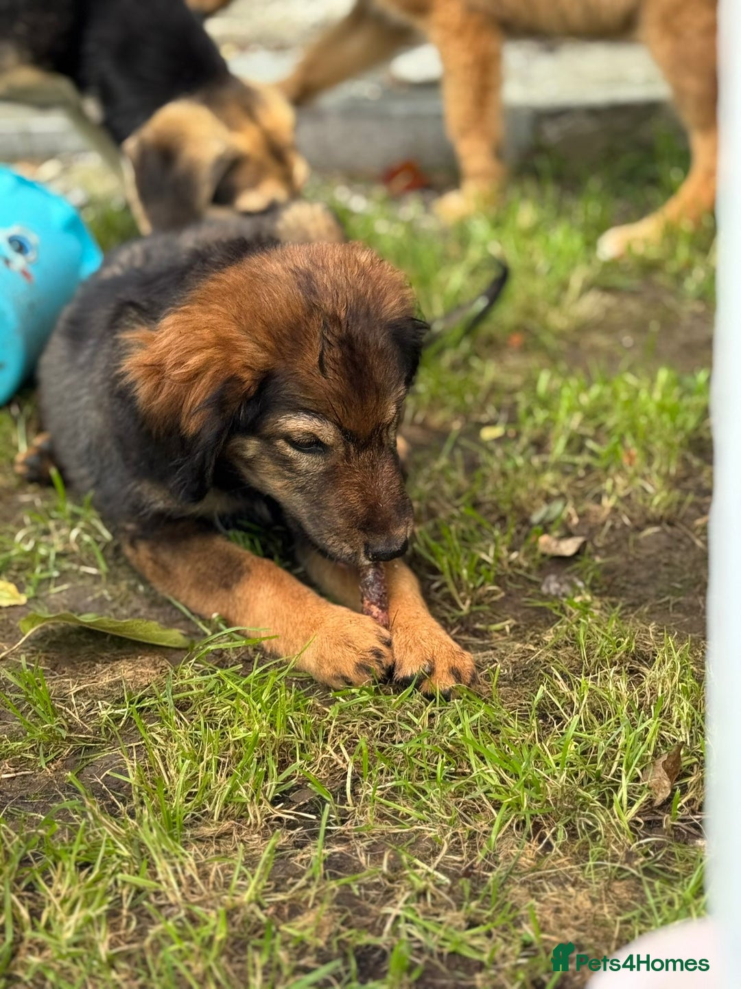 Mixed Breed dogs for adoption: RITA – a Superb young Girl for a Loving Home - Advert 18