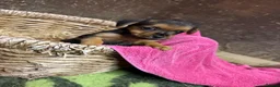 Mixed Breed dogs for sale: Norjaks in Maidstone - Advert 5