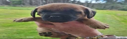 Border Terrier dogs for sale: Border Terrier Pups  - Advert 5