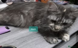 Ragcoon cats for sale: Stunning, and chunky ragcoons  - Image 3