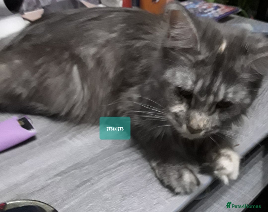 Ragcoon cats for sale: Stunning, and chunky ragcoons  - Image 3