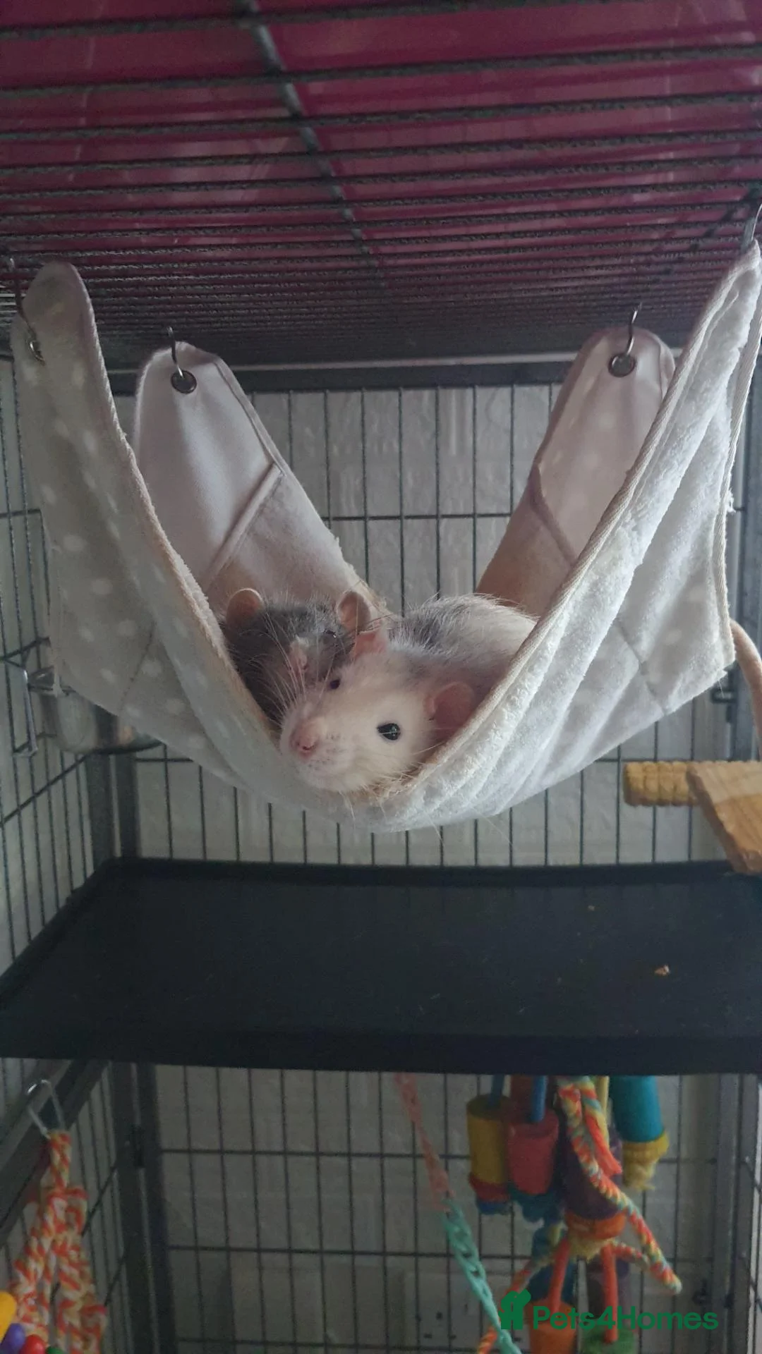 Rat rodents for sale: 2 male rats and cage  - Advert 1