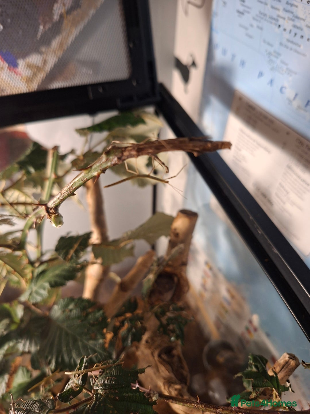 Stick Insects invertebrates for sale: Indian stick insects for sale - Advert 4
