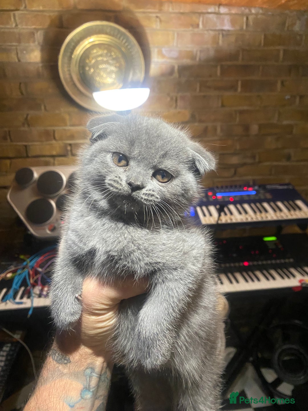 Scottish Fold cats for sale: Scottish Fold kittens 1 Boy Available ready now  - Advert 10