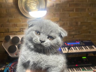 Scottish Fold cats Scottish Fold kittens for sale 3 Girls 2 Boys - Advert 4