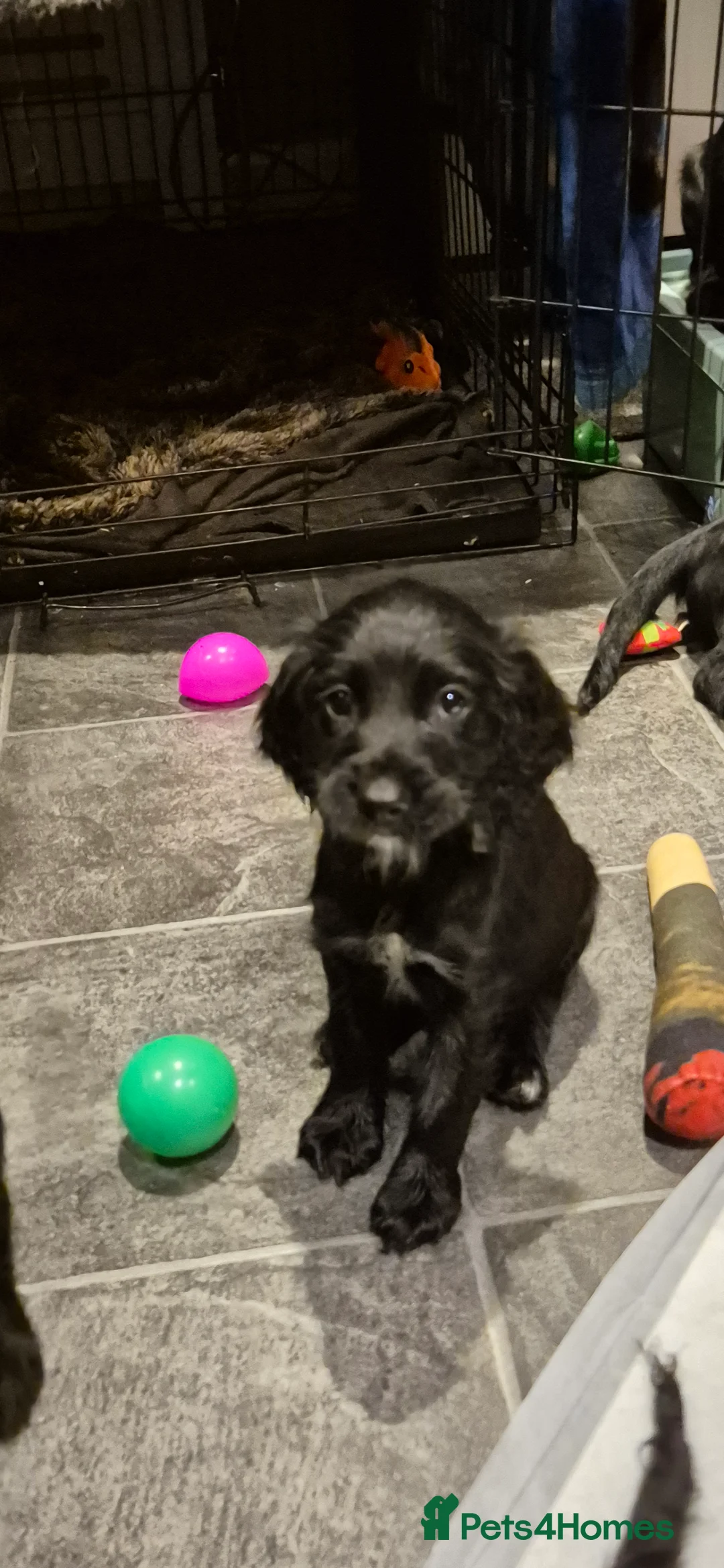 Sprocker dogs for sale: Sprocker spaniel puppies for new homes - Advert 7