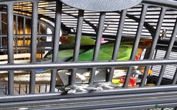 Lovebirds birds for sale: Pair bonded lovebirds - Image 9