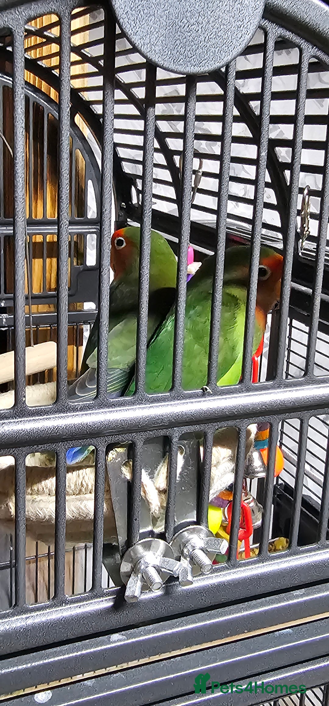 Lovebirds birds for sale: Pair bonded lovebirds - Image 9