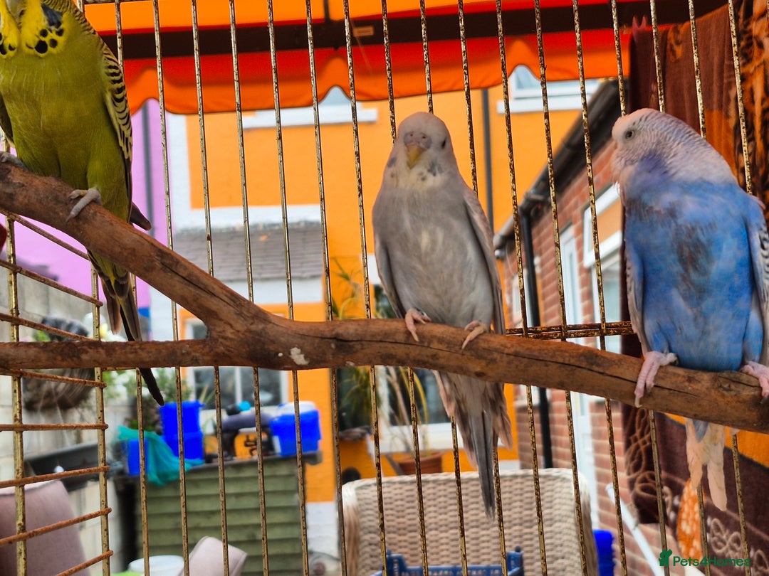 Budgerigars birds for sale: Baby budgie  for sale  - Image 4