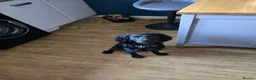 Cockerdor dogs for sale: Cooper in Colchester - Advert 4