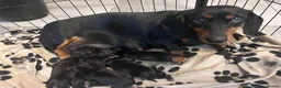 Dachshund dogs for sale: Dachshunds for sale ready to leave now  in Newcastle upon Tyne - Advert 3