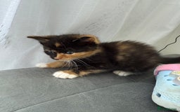 Mixed Breed cats for sale: Six loving kittens - 3 boys and 3 girls - Image 7