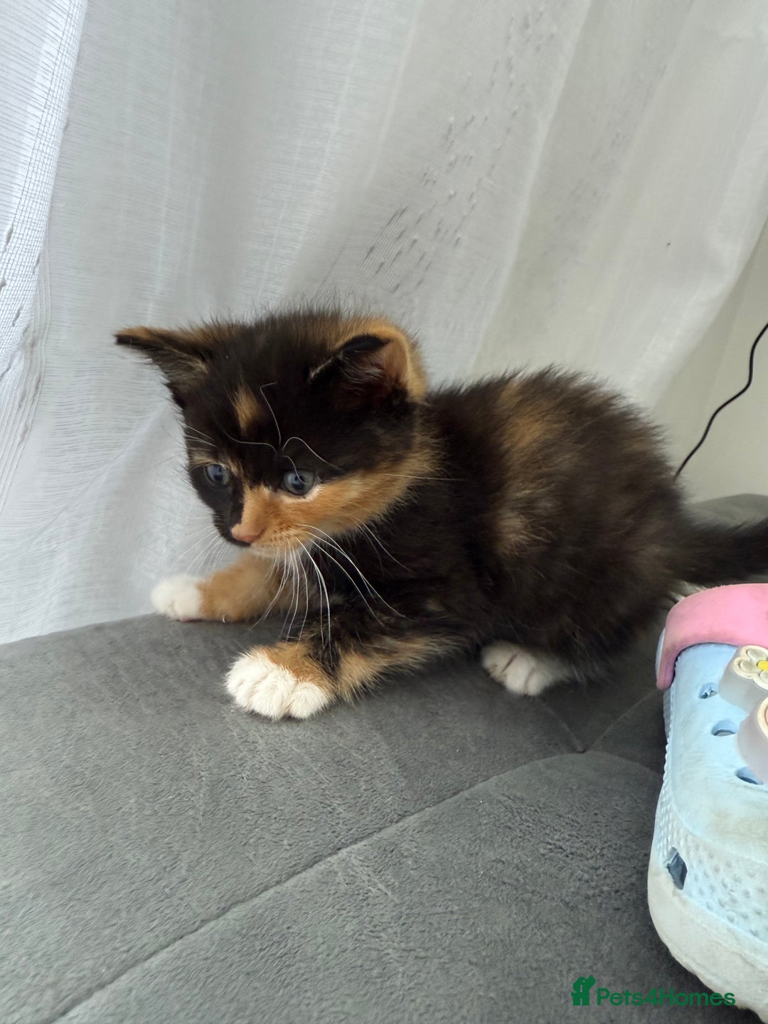 Mixed Breed cats for sale: Six loving kittens - 3 boys and 3 girls - Image 7