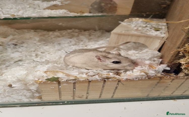 Gerbil rodents - Advert 1