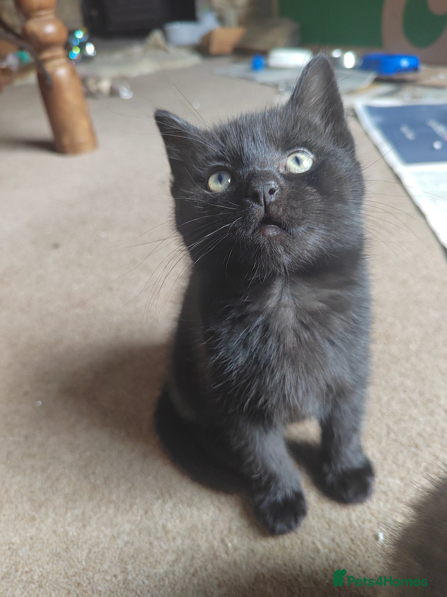 Mixed Breed Kitten 2