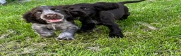 Cocker Spaniel dogs for sale: Show cocker spaniel puppies  in Warrington - Advert 4