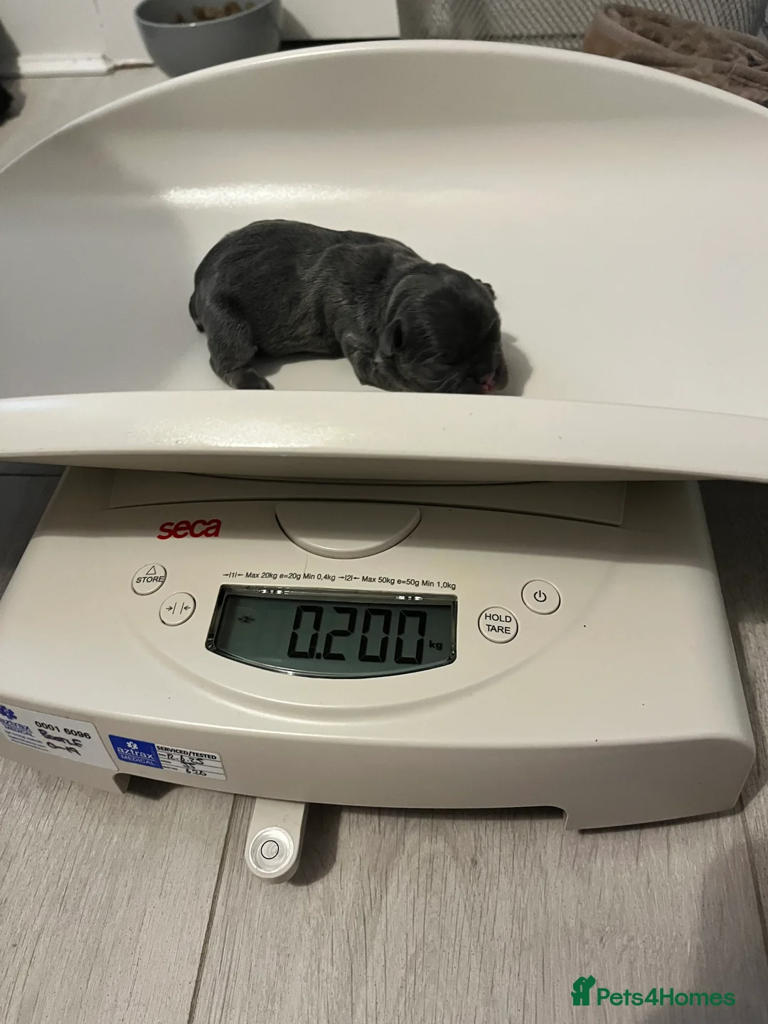 French Bulldog dogs for sale: RESERVED*French Bulldog Puppies - 2 girls / 2 boys - Advert 13