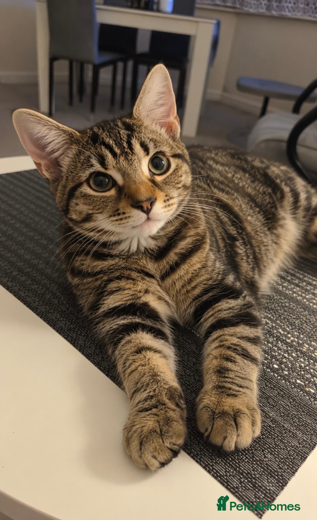 Domestic Shorthair cats Beautiful Friendly Female Tabby Cat - Advert 3