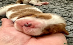 Cavalier King Charles Spaniel dogs for sale: Fully Health Tested Male CKCS Puppies - Image 27