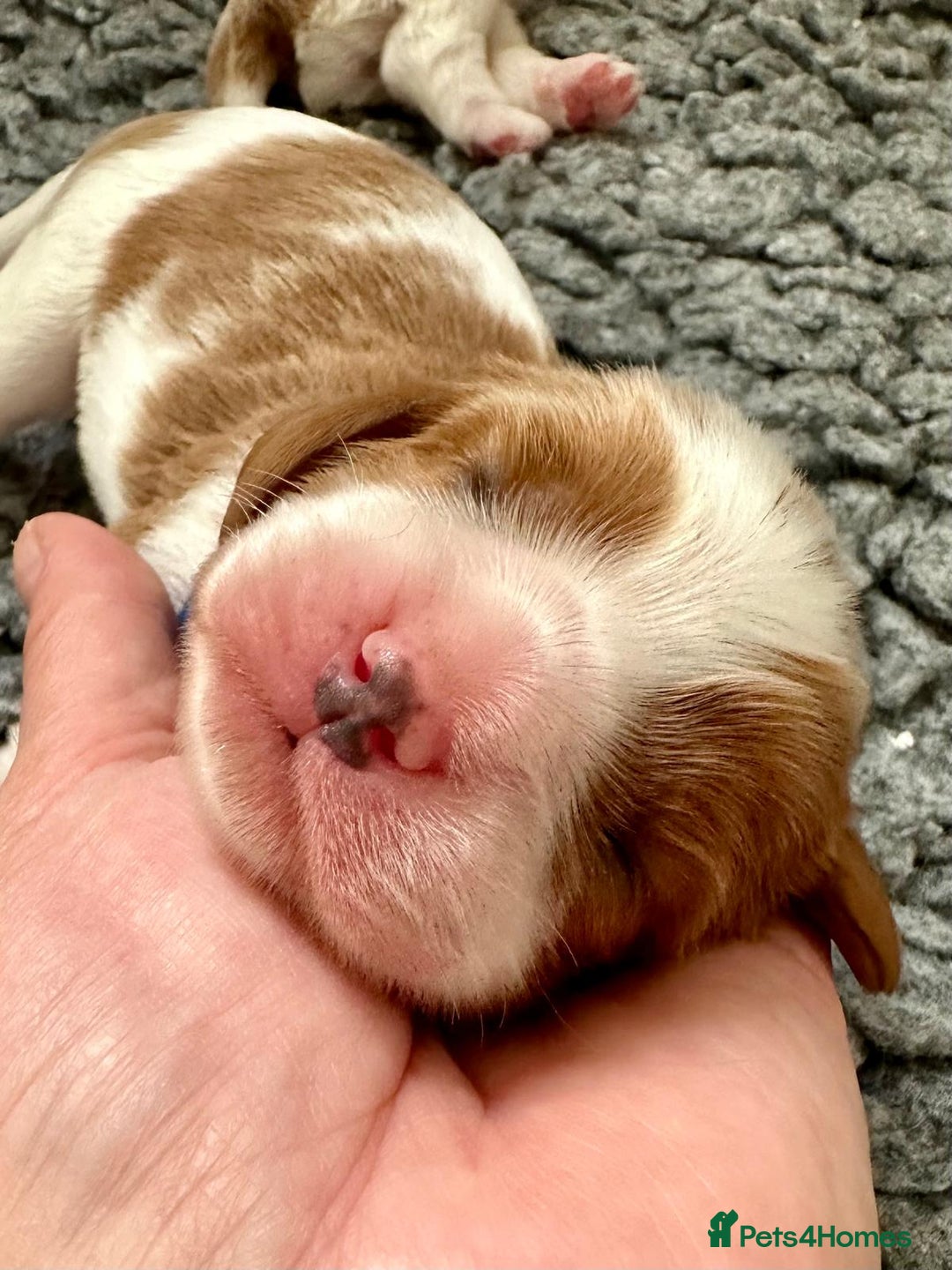 Cavalier King Charles Spaniel dogs for sale: Fully Health Tested Male CKCS Puppies - Image 27