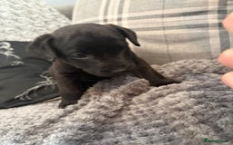 Patterdale Terrier dogs for sale: Patterdale puppies male  - Image 9