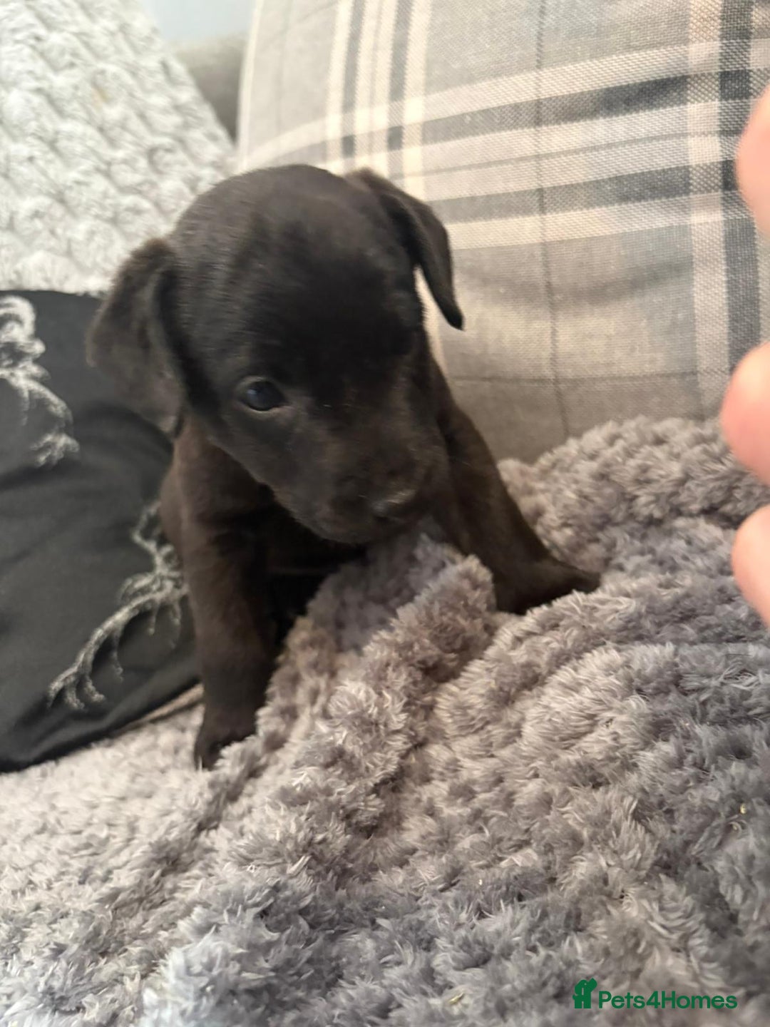 Patterdale Terrier dogs for sale: Patterdale puppies male  - Image 9