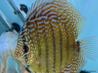 Discus fish HIGH QUALITY DISCUS £40 EACH - Advert 5
