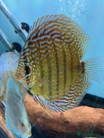 Discus fish HIGH QUALITY DISCUS £40 EACH - Advert 1