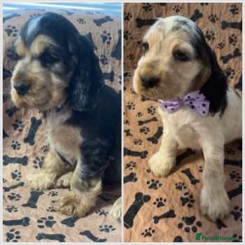 Cocker Spaniel dogs Champion Bloodlines KC Reg Show Cocker Spaniels - Advert 1