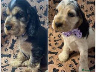 Cocker Spaniel dogs Champion Bloodlines KC Reg Show Cocker Spaniels - Advert 1