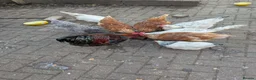 Chickens poultry for sale: Chicken and rooster ⭐ in Chigwell - Advert 10