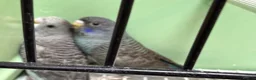 Budgerigars birds for sale: Bf/Bw budgie  - Advert 7