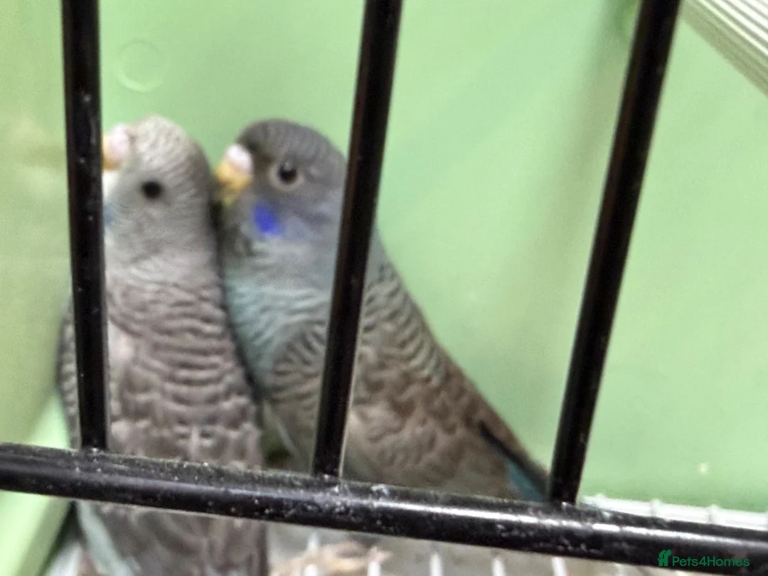 Budgerigars birds for sale: Bf/Bw budgie  - Advert 7