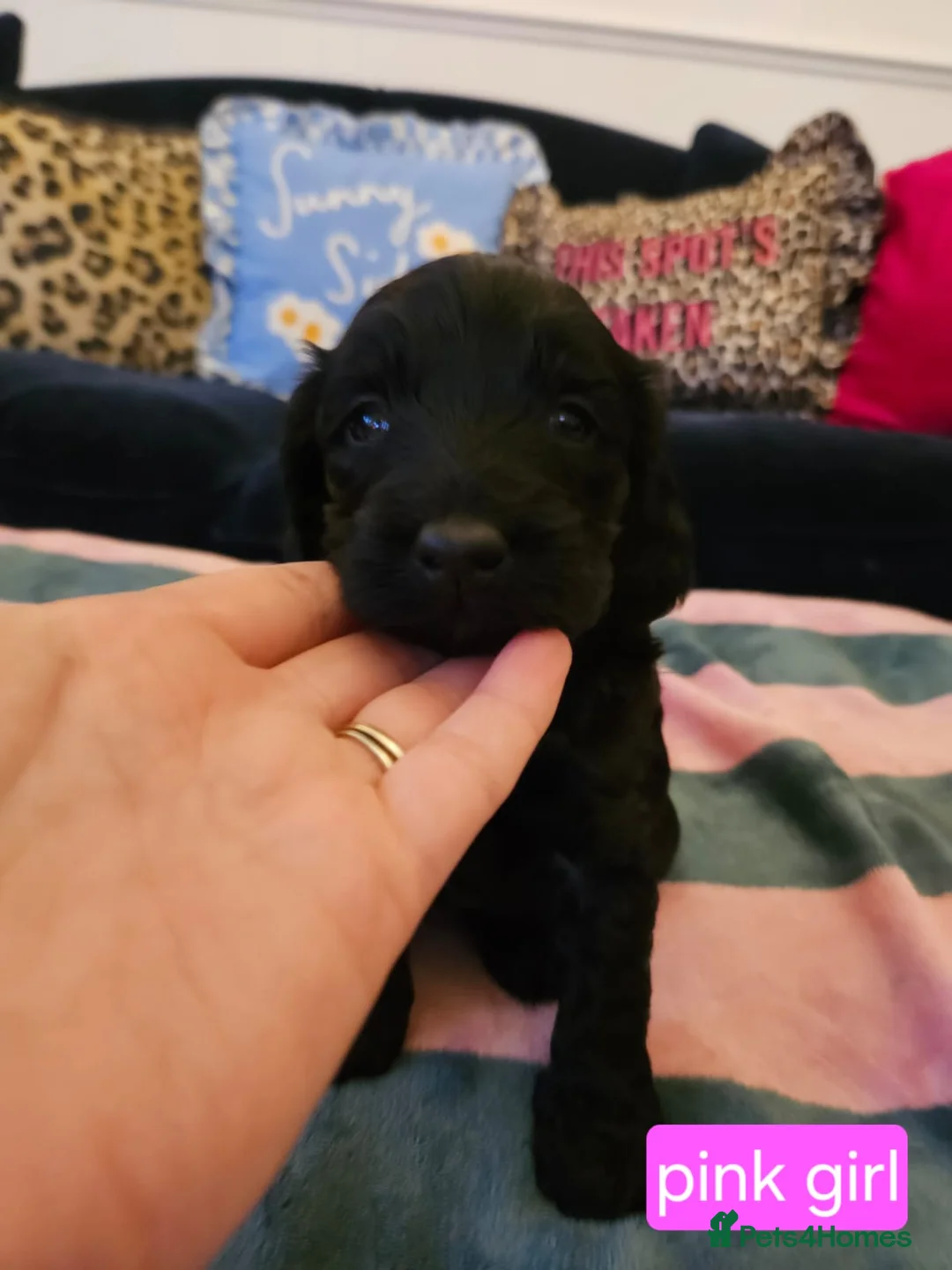 Sproodle dogs for sale: Sproodle puppies  - Advert 3