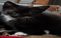 Mixed Breed cats for sale: 3x tuxedo 1x all black kittens - Image 11
