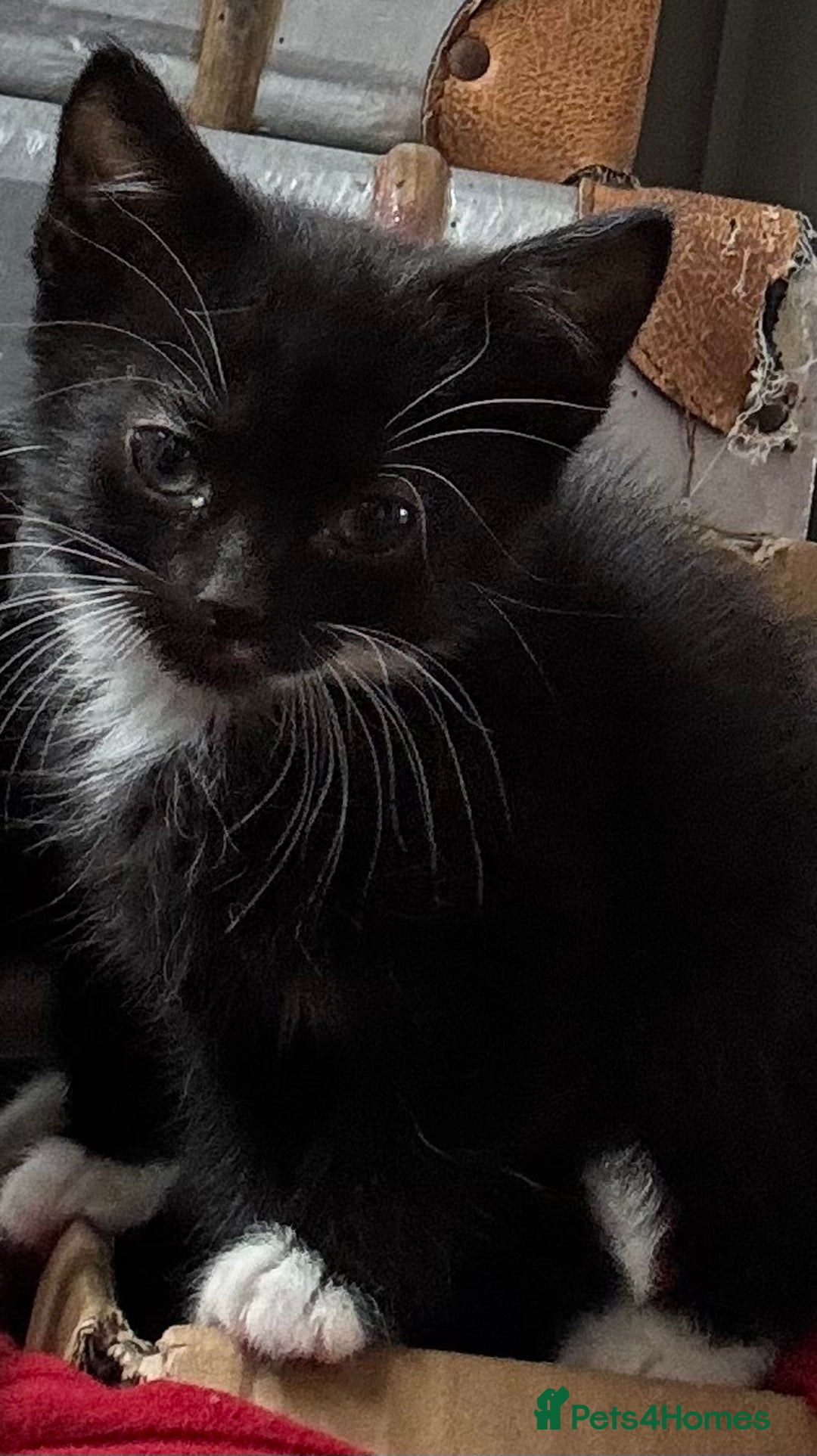 Mixed Breed cats for sale: 3x tuxedo 1x all black kittens - Image 11