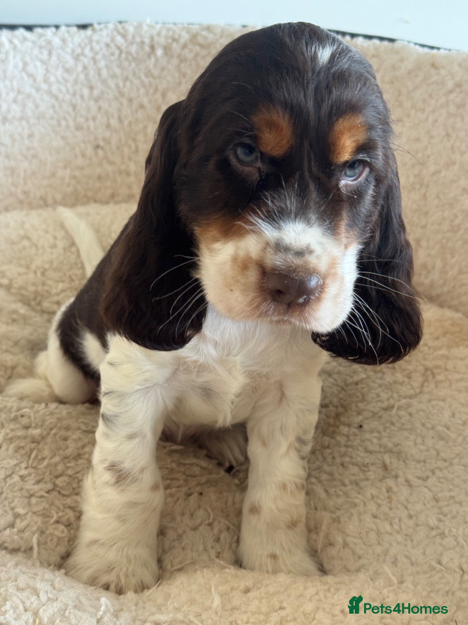Cocker Spaniel dogs BEAURIUFL KC REG HEALTH TESTER COCKER SPANIELS  - Advert 1