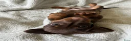 Miniature Dachshund dogs for sale: Beautiful kc miniature dachshund puppies - Advert 11