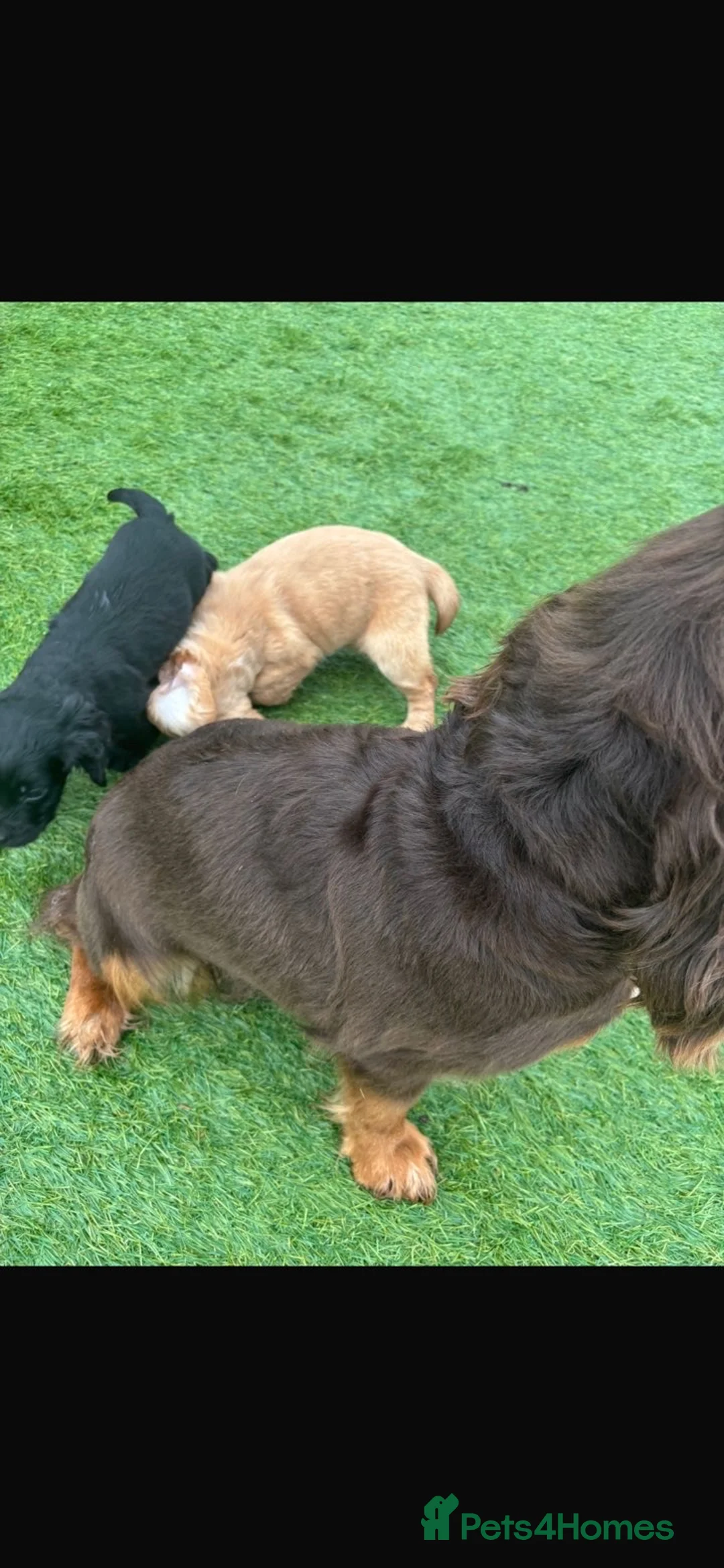 Cocker Spaniel dogs for sale: Our 2 beautiful working cocker spaniel pups in Reading - Advert 4