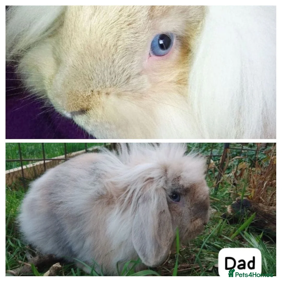 Mini Lion Lop rabbits for sale: Mini lion head lop  - Advert 38