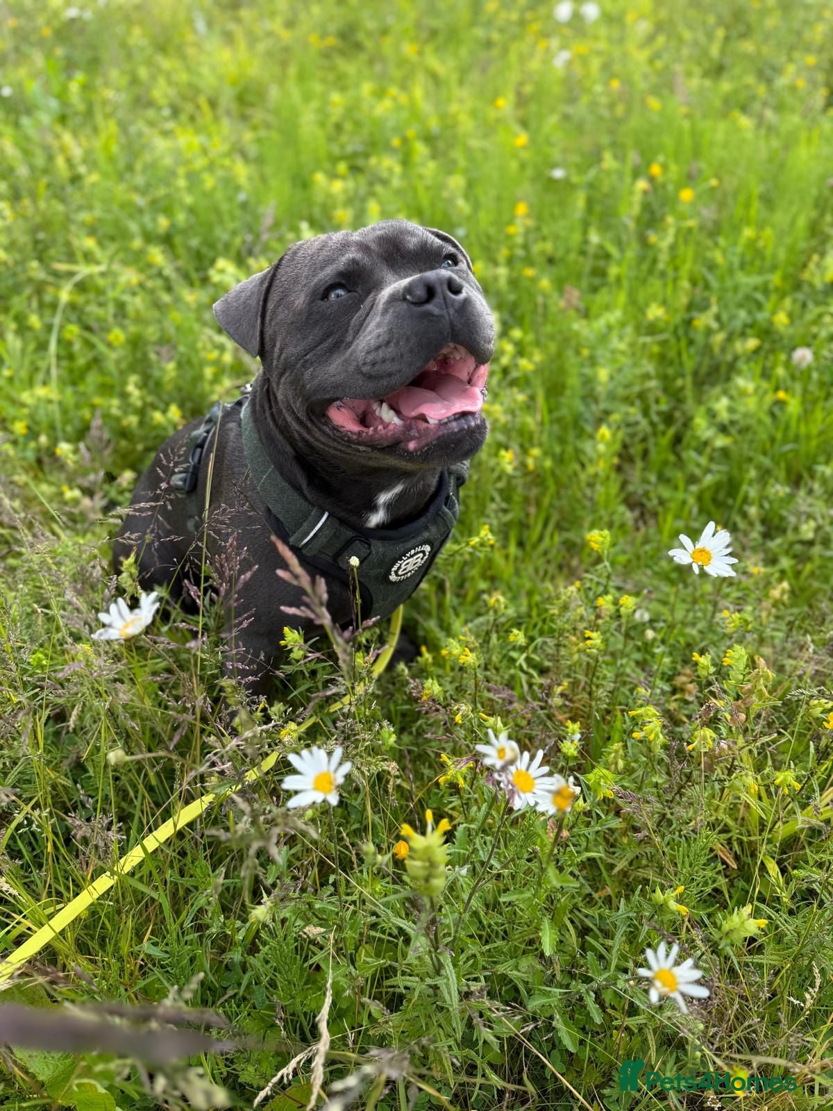 Staffordshire Bull Terrier dogs for stud: Blue Staffordshire Bull Terrier for Stud in Dundee - Advert 14