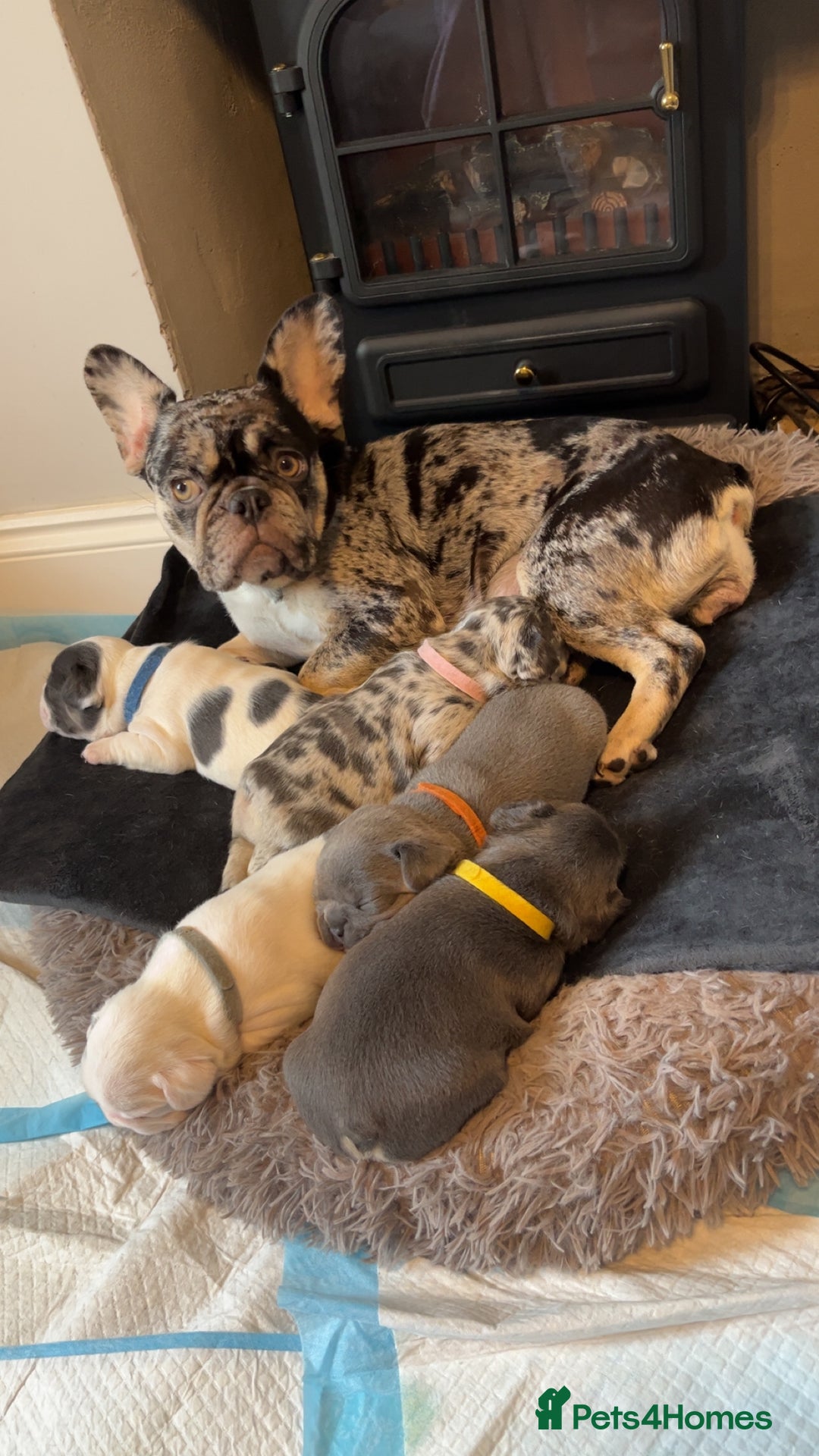 French Bulldog dogs for sale: 2 Male French Bulldog Puppies For Sale - Image 13