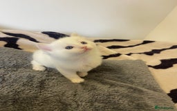 Ragdoll cats for sale: VERY RARE CREAM FLARE BICOLOUR RAGDOLL KITTEN - Image 10
